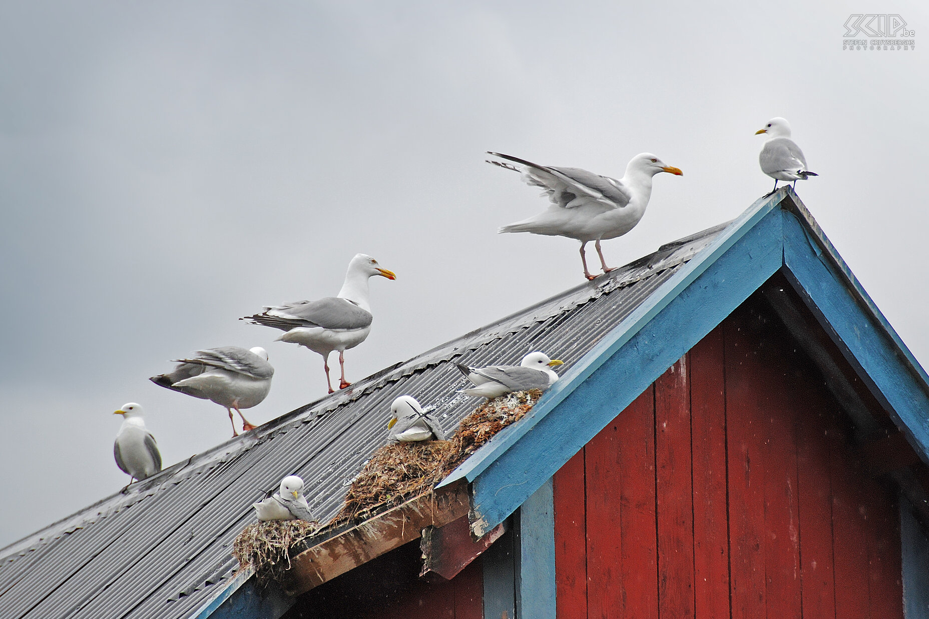 Å - Zilvermeeuwen Aan de vissershaventjes wemelt het van de meeuwen. Deze zilvermeeuwen (larus argentatus) bouwen hun nesten op alle mogelijke plekjes aan de huizen.<br />
 Stefan Cruysberghs